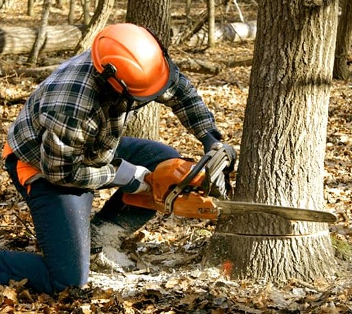 Tree Removal in Maple, NC
